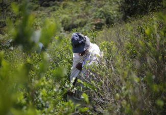 Glifosato Comisión de la verdad