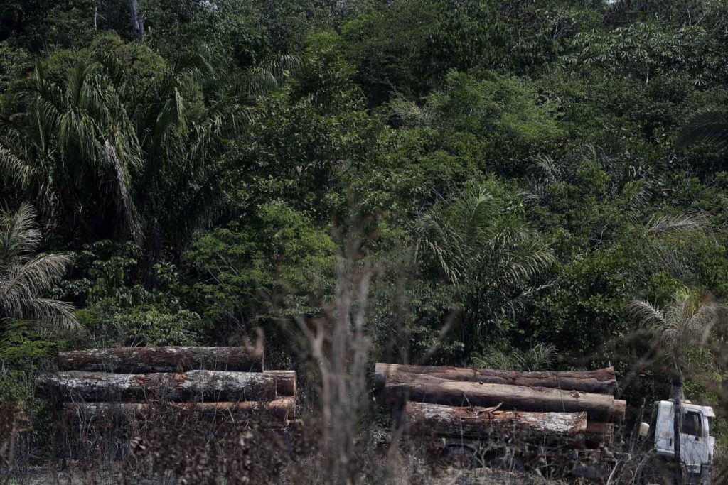 Casino deforestación