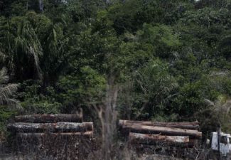 Casino deforestación