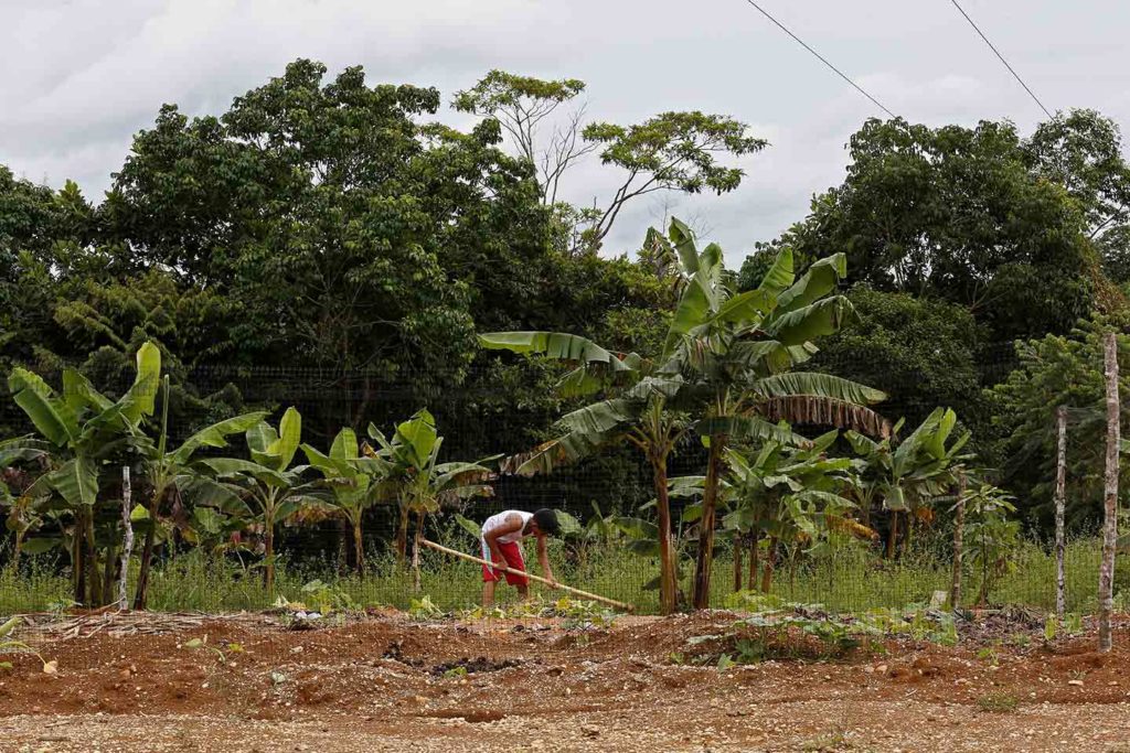 Corte Constitucional Baldíos