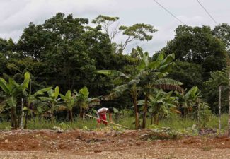 Corte Constitucional Baldíos