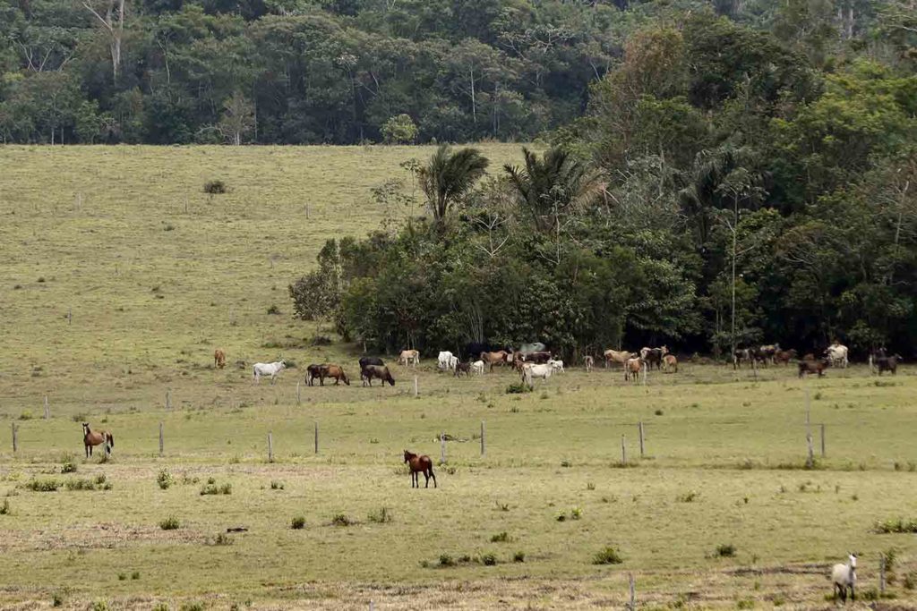 Deforestación Casino