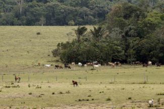 Deforestación Casino