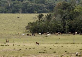 Deforestación Casino