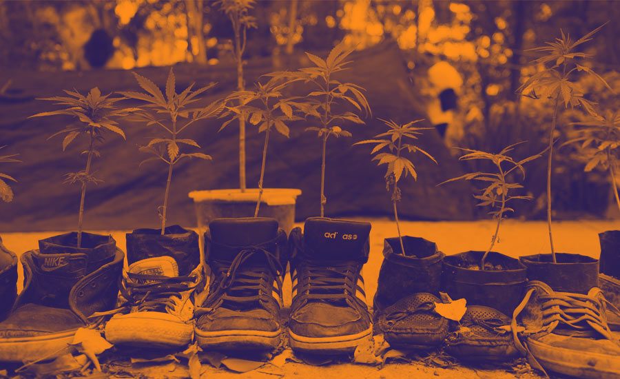 Marihuana Caribe