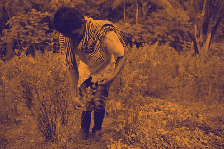 fumigaciones Catatumbo