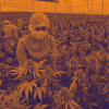 impuesto cannabis