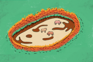 Carne y deforestación