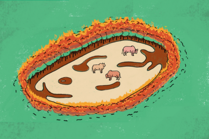 Carne y deforestación