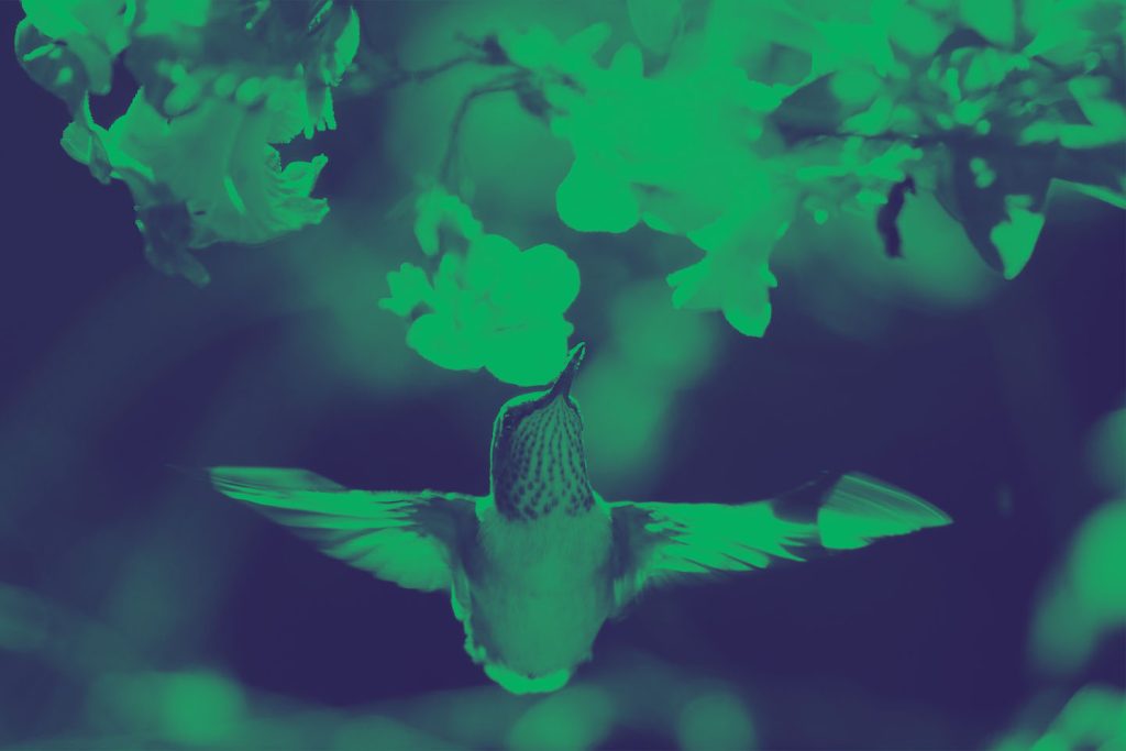 Ratificación Escazú