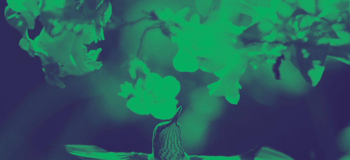 Ratificación Escazú