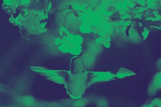 Ratificación Escazú