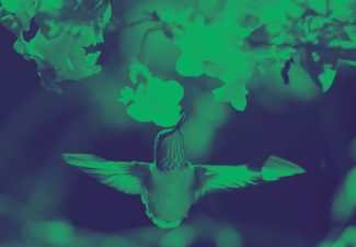 Ratificación Escazú