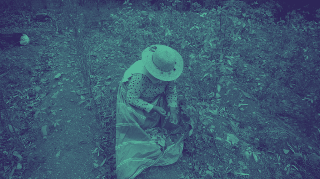 Todo indica que la deuda histórica con los usos lícitos de la hoja de coca no será saldada.