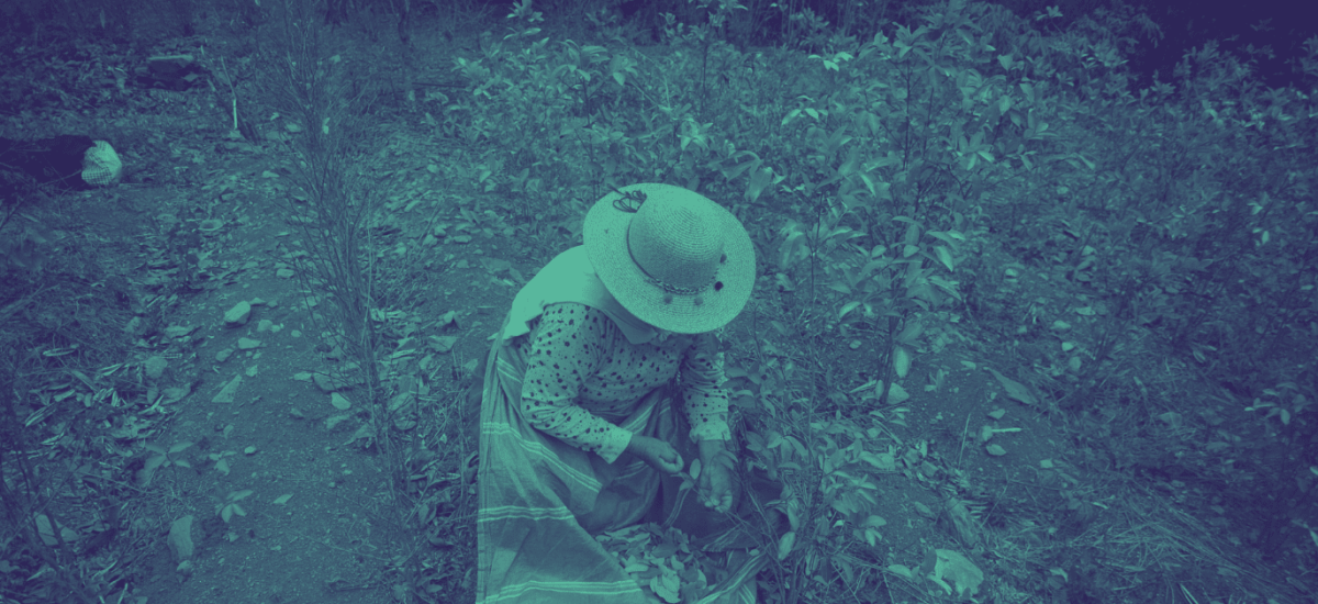 Todo indica que la deuda histórica con los usos lícitos de la hoja de coca no será saldada.
