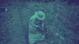 Todo indica que la deuda histórica con los usos lícitos de la hoja de coca no será saldada.