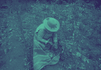 Todo indica que la deuda histórica con los usos lícitos de la hoja de coca no será saldada.