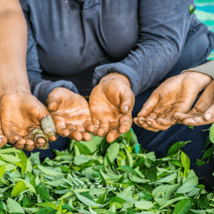 drug-policy-thumbnail